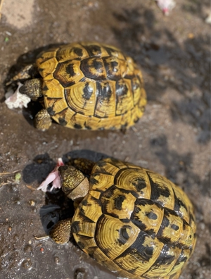 Testudo Hermani weiblich