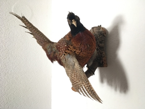 Tierpräparat Fasan Bild 2