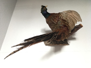 Tierpräparat Fasan Bild 3