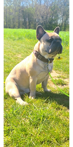 Deckrüde französische Bulldogge blue fawn