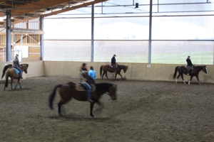 Paddockbox, Box mit dauerzugänglichem Paddock Bild 5