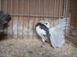 Pfautauben, verschiedene Farben Bild 2