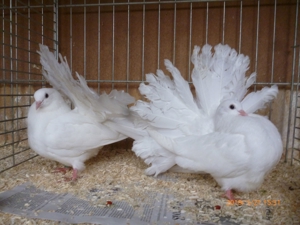 Pfautauben, verschiedene Farben Bild 3