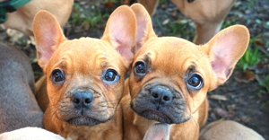 Französische Bulldoggen aus liebevoll u seriöser Zucht ! Bild 3
