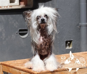 Zuchtrüde -  Kein Verkauf Bild 3