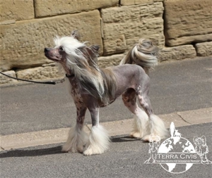 Zuchtrüde -  Kein Verkauf Bild 4