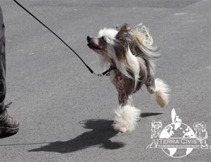 Zuchtrüde -  Kein Verkauf Bild 5