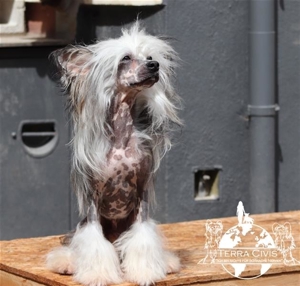 Zuchtrüde -  Kein Verkauf Bild 2