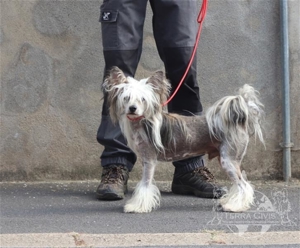 Zuchtrüde -  Kein Verkauf Bild 7