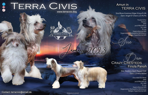 Zuchtrüde -  Kein Verkauf Bild 8