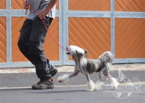 Zuchtrüde -  Kein Verkauf Bild 6