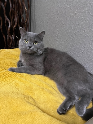 Erfahrene BKH Deckkater Bild 4