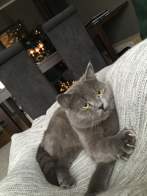 Erfahrene BKH Deckkater Bild 3
