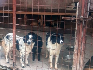 lieber,kastrierter Free im Tötungstierheim in Rumänien, hofft auf Rettung durch tierliebe Menschen Bild 2