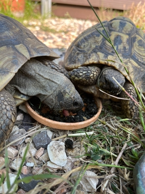 Kleine Griechische Landschildkröten aus Zucht 2022 Bild 9