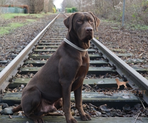 Labrador Deckrüde in Braun