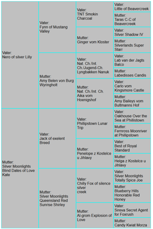 Labrador Deckrüde in Braun Bild 3