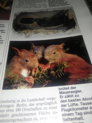 -Buch * Schützt unsere Schöne Natur Bild 8