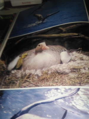 -Buch * Schützt unsere Schöne Natur Bild 3
