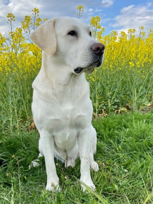 Deckrüde Labrador, weiß, mit ZZL Bild 5