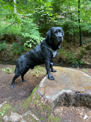 Deckrüde Labrador, schwarz trägt gelb und braun, mit ZZL Bild 6