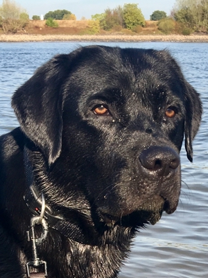 Deckrüde Labrador, schwarz trägt gelb und braun, mit ZZL Bild 3