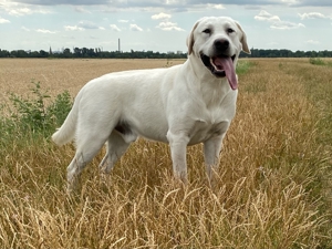 Deckrüde Labrador, weiß, mit ZZL Bild 2