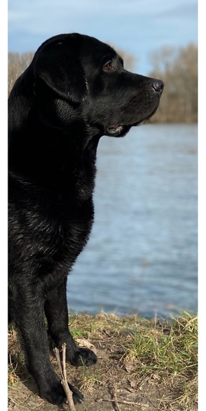 Deckrüde Labrador, schwarz trägt gelb und braun, mit ZZL Bild 4