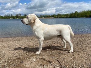 Deckrüde Labrador, weiß, mit ZZL Bild 4