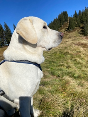 Deckrüde Labrador, weiß, mit ZZL Bild 6