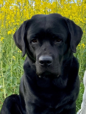 Deckrüde Labrador, schwarz trägt gelb und braun, mit ZZL Bild 7
