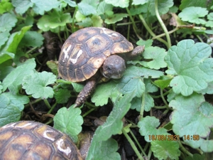 Griechische Landschildkröten Thh, Nachzuchten aus 2 ....