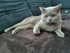 Deckkater lilac Bild 5