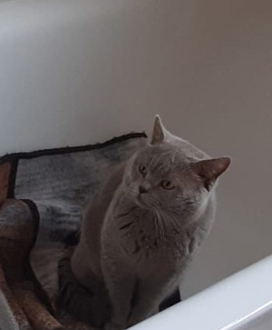 Deckkater lilac Bild 3