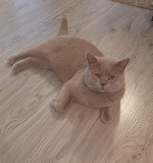 Deckkater lilac Bild 2