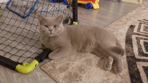 Deckkater lilac Bild 4