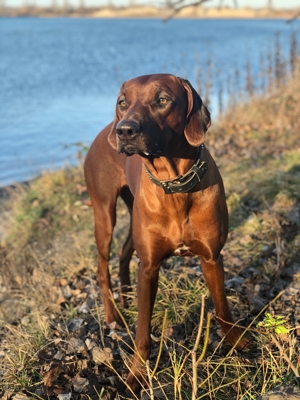 wir bieten familiäre Hundebetreuung 