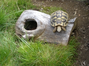 Griechische Landschildkröten - Testudo hermanni boettgeri Bild 3