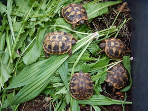Griechische Landschildkröten - Testudo hermanni boettgeri Bild 14