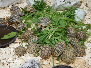 Griechische Landschildkröten - Testudo hermanni boettgeri Bild 13