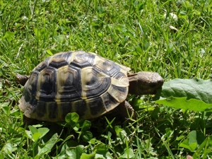 Griechische Landschildkröten - Testudo hermanni boettgeri Bild 10