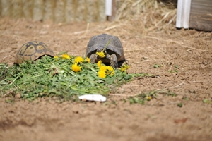 Griechische Landschildkröten - Testudo hermanni boettgeri Bild 7