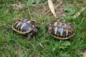 Griechische Landschildkröten - Testudo hermanni boettgeri Bild 1