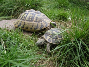 Griechische Landschildkröten - Testudo hermanni boettgeri Bild 5
