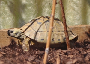 Griechische Landschildkröten - Testudo hermanni boettgeri Bild 6