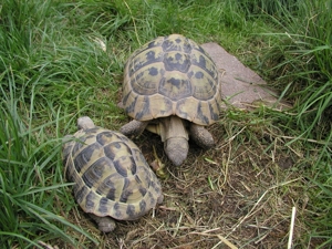 Griechische Landschildkröten - Testudo hermanni boettgeri Bild 4