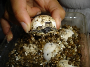 Griechische Landschildkröten - Testudo hermanni boettgeri Bild 8