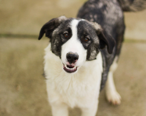 Siggi sucht sein Zuhause