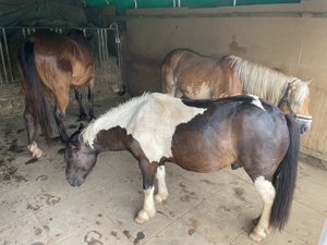 Kl. Offenstall hat Platz für lieben Pony- oder Kleinpferd Wallach, unbeschlagen Bild 8