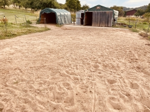 Kl. Offenstall hat Platz für lieben Pony- oder Kleinpferd Wallach, unbeschlagen Bild 14